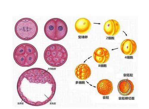 松江最好的助孕机构_最全美国试管婴儿胚胎的着床过程你了解吗？