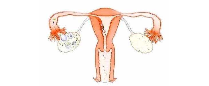 厦门第三方试管助孕是什么意思_试管婴儿取卵对女性身体有伤害吗？取卵过程