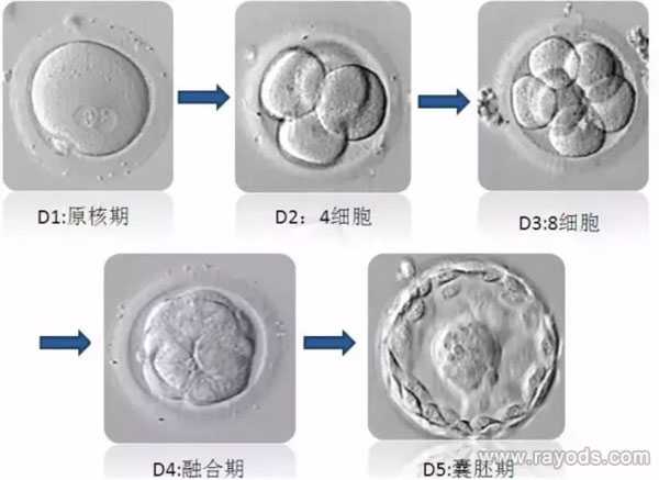内江正规助孕机构_试管胚胎等级分类，二级胚胎是不是优质胚胎？