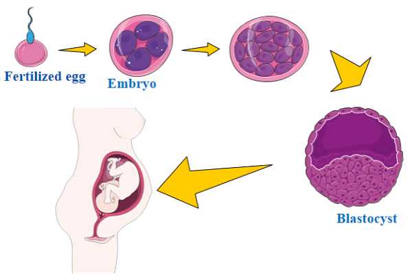 保山申请供卵需要多久_未成熟卵母细胞获取及其IVM培养，IVM已应用于试管婴儿