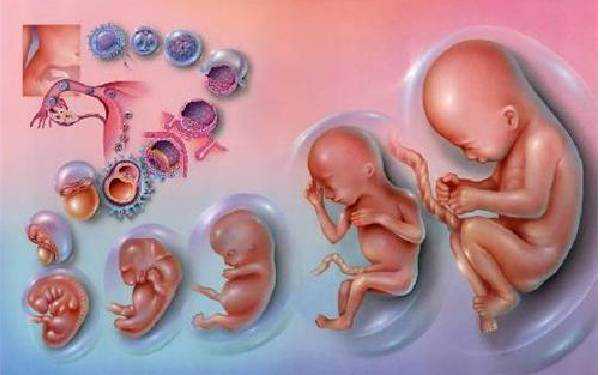 生过孩子切除子宫_卵巢早衰也能怀孕_宫颈糜烂能做试管婴儿吗